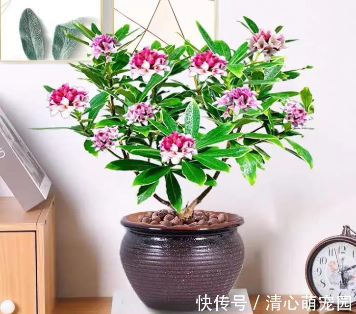养花|建议中老年花友：养花就养4种，寓意是真的好