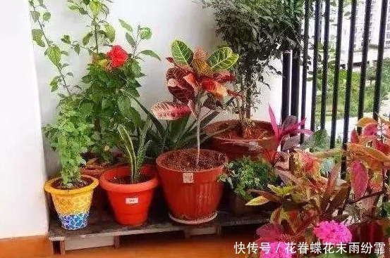 植物要开花,肥料来当家,教你几招,学会就能养好花,花开爆盆