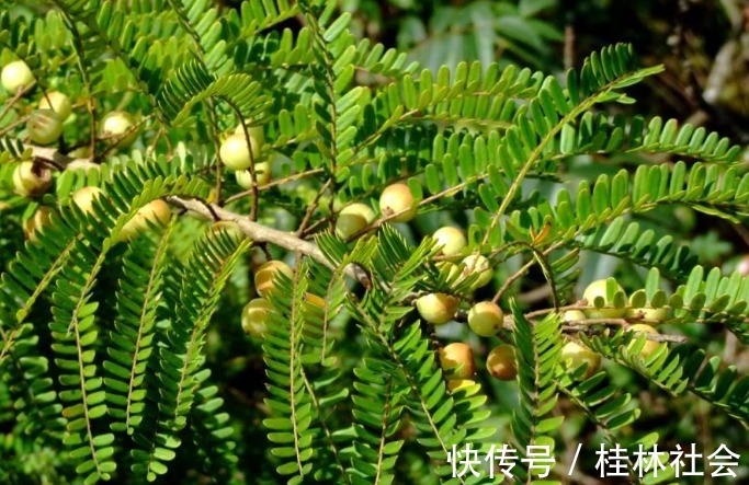 泡水|咳嗽的“天敌”终于找到了,常用此果泡水喝,润肺化痰,早知早好