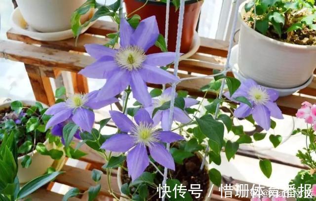 这6种花养好了，家里秒变花海，一年四季有花看！