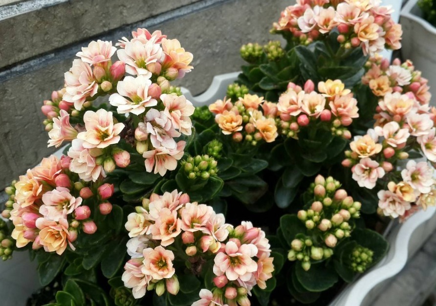 长寿花很难开爆盆,“4种”技巧掌握了吗学会了,花朵惊艳美丽