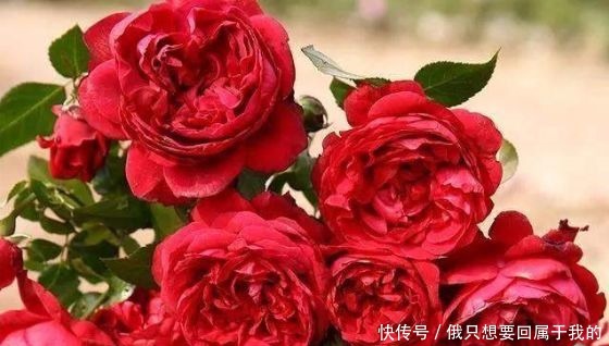 新手养花,不如养盆花中精品“国度的天使”,滚滚欲动,奇香四溢