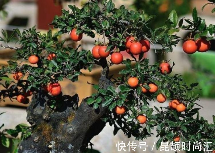 报春花报春花|大年初一错过,正月二十九不能再错过的4种花,养一盆旺运一整年