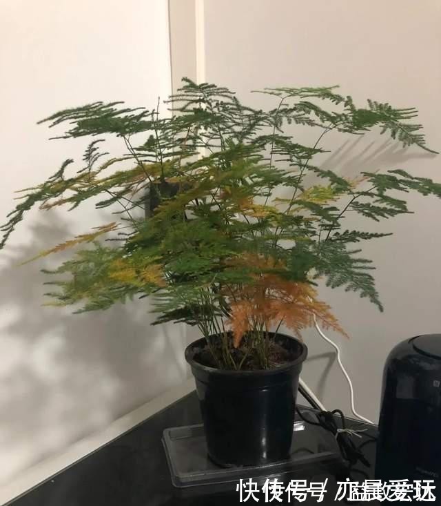 冬季文竹爱黄叶,改掉3个坏习惯,叶子绿油油,亭亭玉立气质好