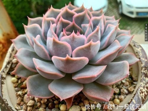 4种多肉，适合夏天养，叶片红彤彤，轻松胖成球