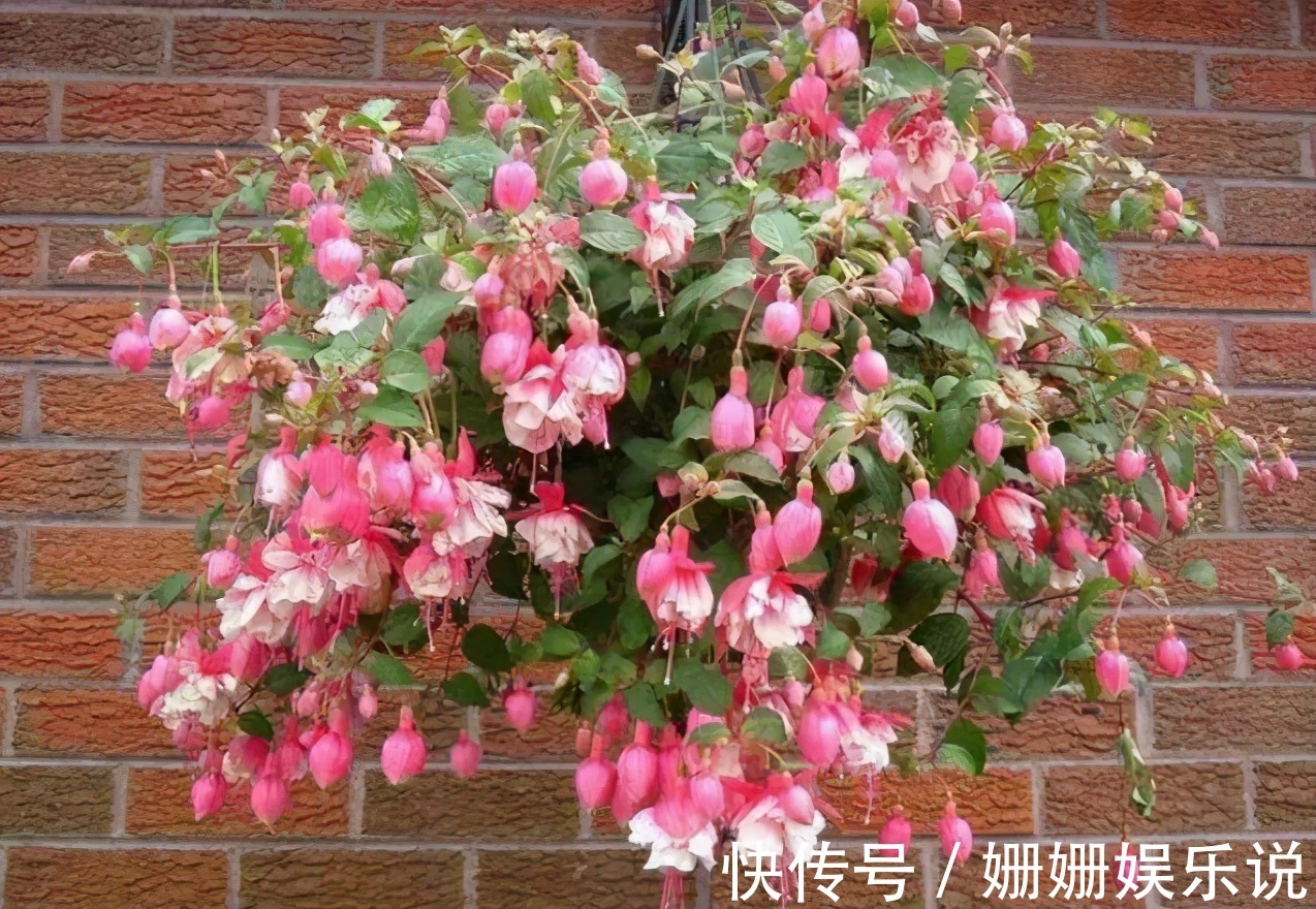 公认难养的4种花，之所以养不好，是因为你触碰了它们的“弱点”