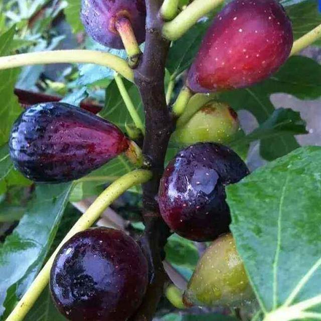 栽种|无花果、百香果可以在家种,2年养成大盆栽,一棵结果4、5斤