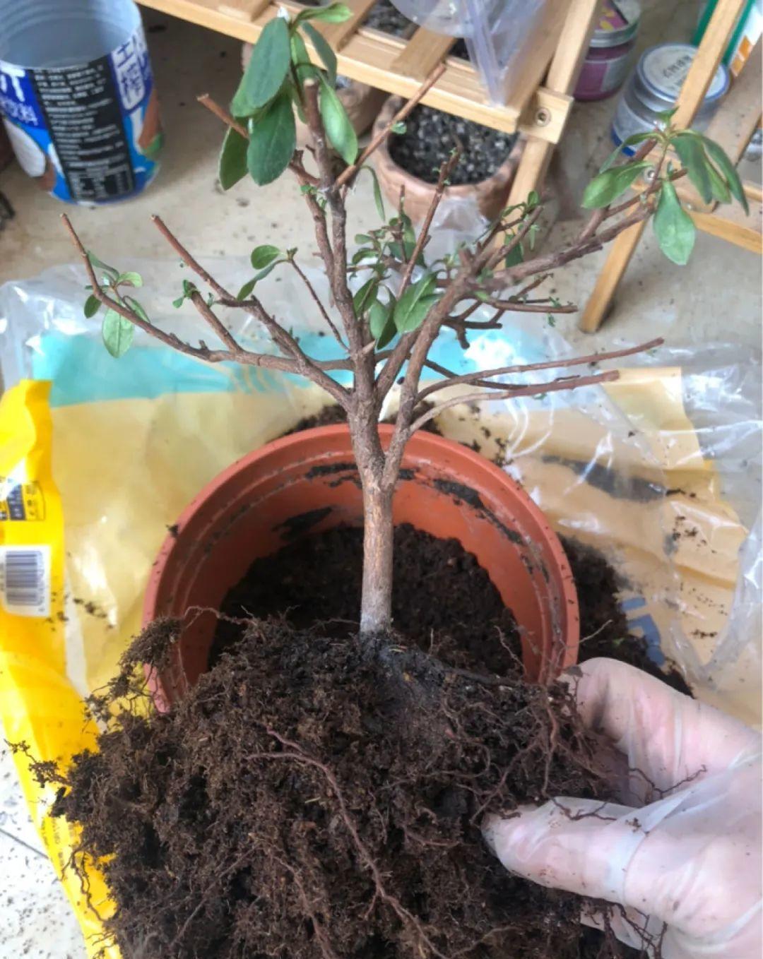 花成了光杆司令,剪一刀撒点药,很快冒新芽