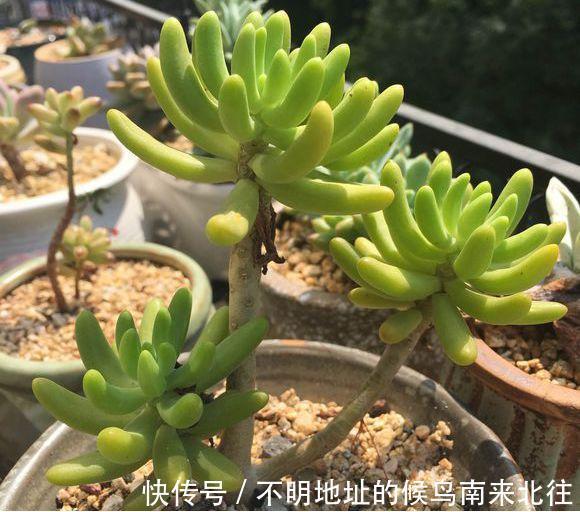 60种多肉图鉴及养护要点,1分钟学会,超全超实用!