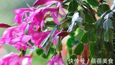 花期中的蟹爪兰该怎么养,注意4点,花期长花色艳