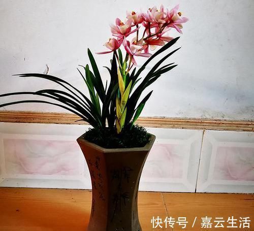 香妃|香味最浓的兰花,可以媲美香水,上盆效果棒,非常好养易活