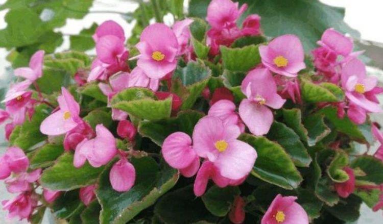 长春花|家养4种花,不仅花漂亮,还有迷人花香,开花“红又旺”,好运来