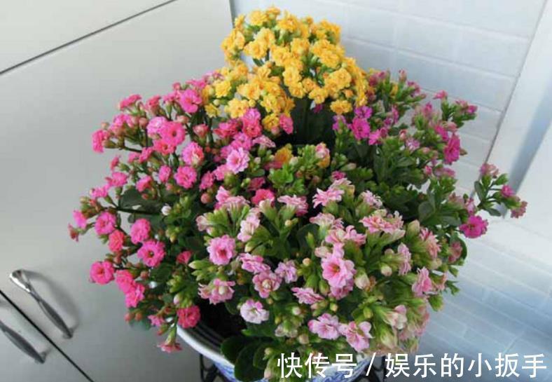 卧室养花,首选这3款,净化空气颜值高,摆上两盆睡觉香