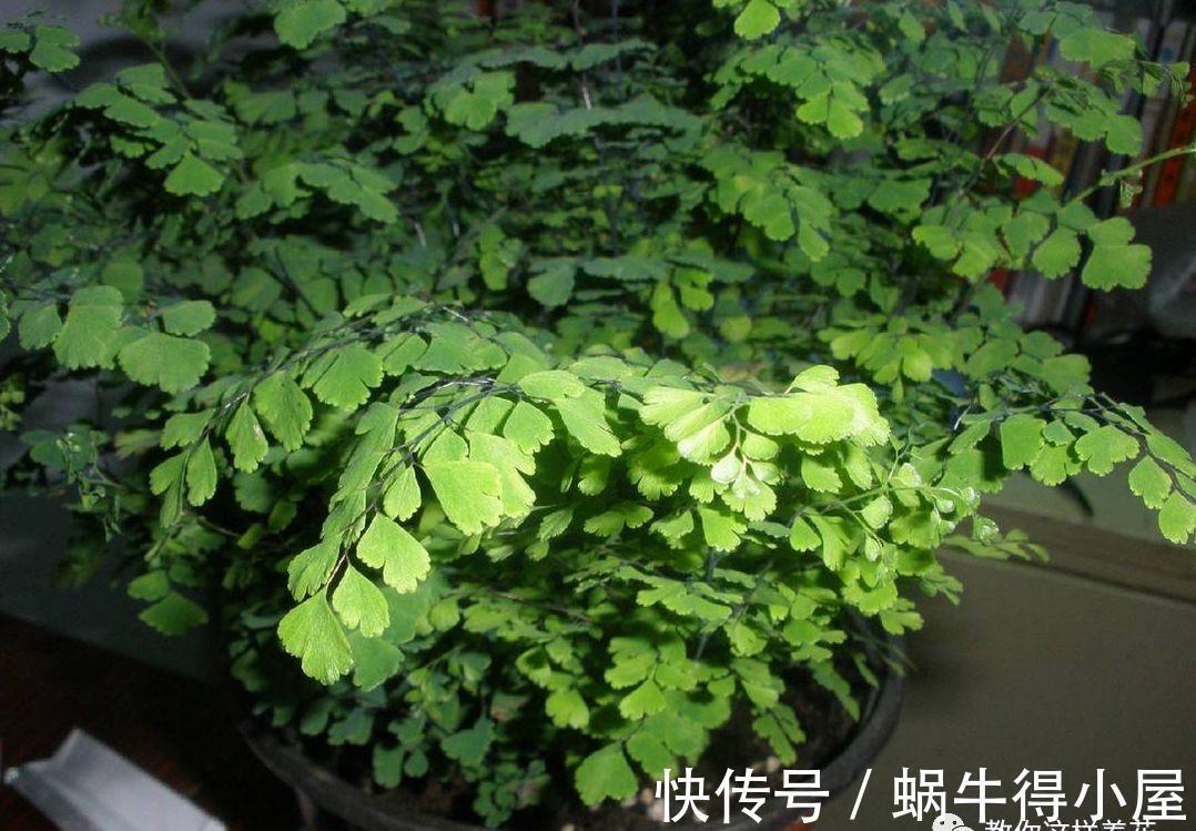 刚买的花，养几天就枯死，原来这里没做对，很多人不知道！