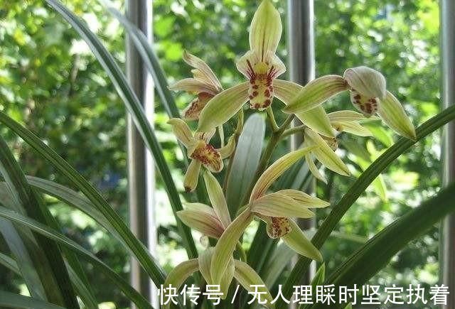 发芽|阳台养兰花,上盆做好5步骤,兰花发芽长得壮,年年开花香