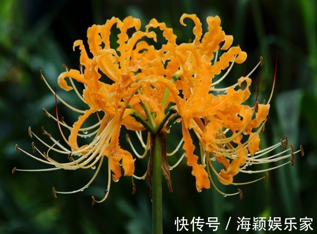 喜欢菊花，不如养盆“花中精品”忽地笑，神秘冷艳，风韵独具