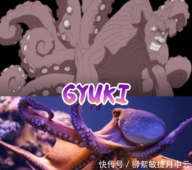 守鹤|火影尾兽的现实原型,一尾化身可爱狸猫,九尾原型眼神伶俐