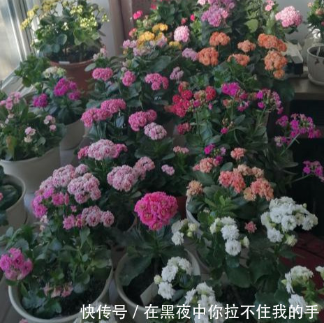 秋天到长寿花“撒欢长”,教你3个窍门,摁住枝条,长花苞