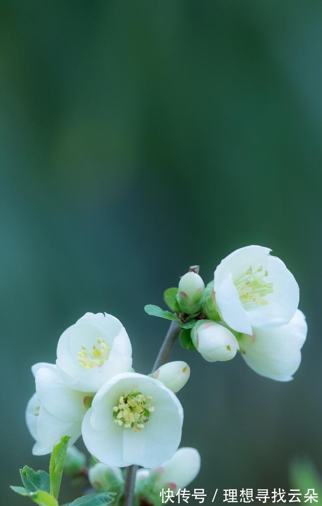 良人|桃花袭来，深情不改，桃花不散，邂逅良人，成就人生巅峰