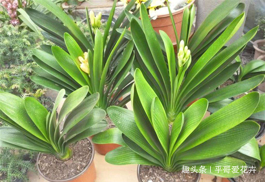 什么花生壳、瓜子皮都不如“两种肥”，拿来养君子兰，叶绿花更旺