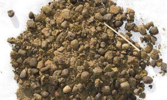 种植|养蟹爪兰时,在盆里丢点这种“小玩意”,根系、叶片蹭蹭长不停