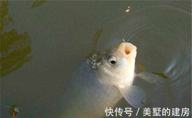 鱼钩|遇上鱼口轻、鱼口滑,调漂用调灵钓钝的方法,中鱼率明显更高