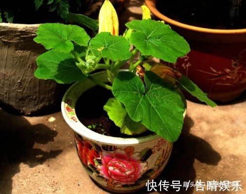 小南瓜,1根藤结50多颗,好玩儿,好看,好吃,好养,教你养法