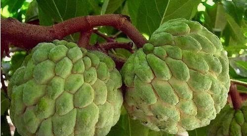 增强|女性到了中年坚持吃三种食物,滋肝明目,延缓衰老,增强抵抗力