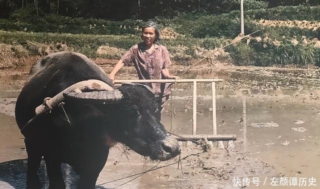 感恩|她是毛主席韶山老家邻居,白手起家创业资产过亿,世代感恩毛主席