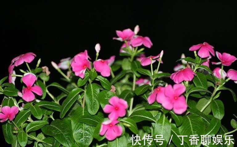 盆栽|长春花叶子蔫了咋回事，别着急，找准原因就能让它重焕生机