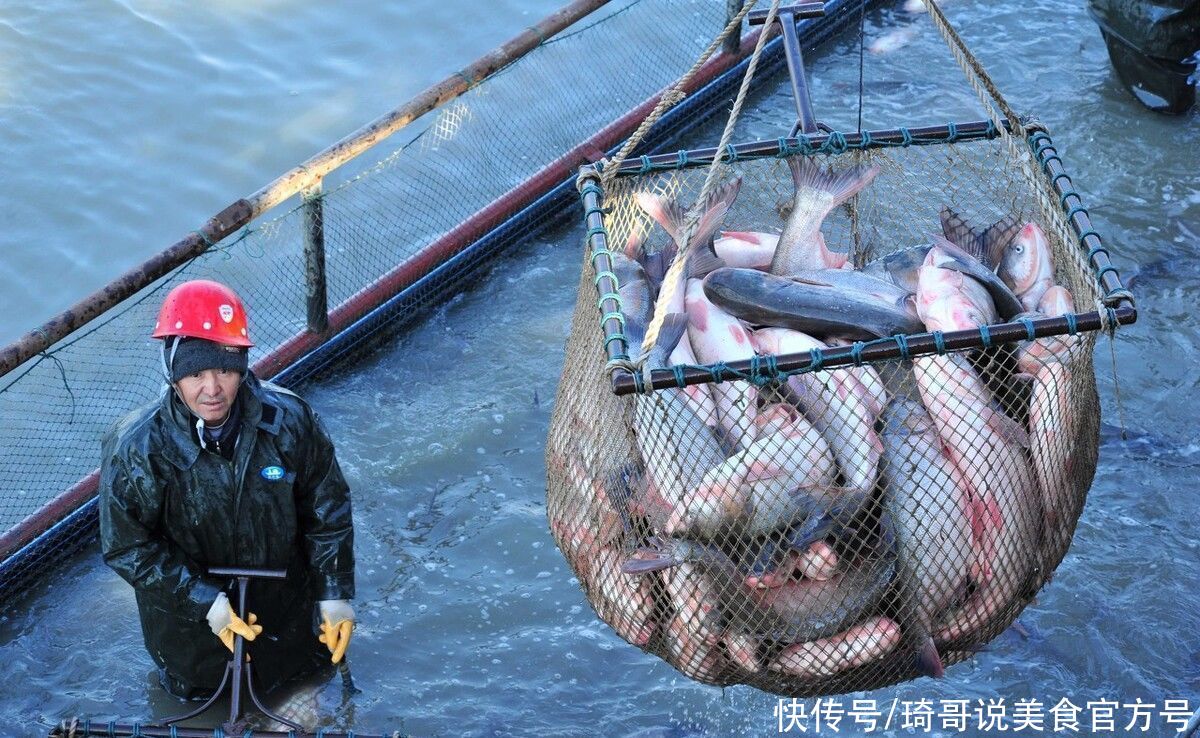 买鱼时，懂行人专挑4种鱼，深海鱼油丰富，纯野生无养殖，放心吃