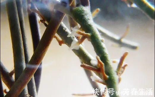 枝条|茉莉花扦插有机关,砍这一段枝条,插土里3天就活