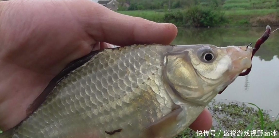 钓鲫鱼,我这样选配鱼线