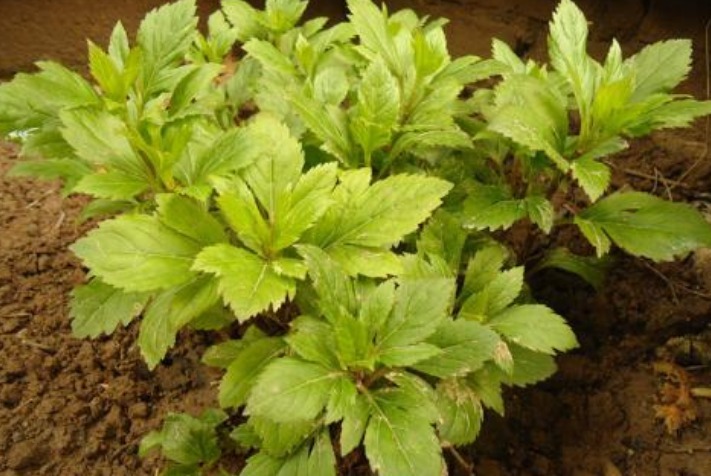 农村|农村一种常见的野菜，拿金子也换不来，有治疗心脏病的效果！