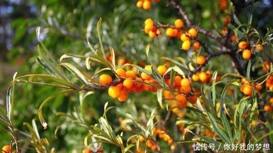 它被誉为是“天然的维生素宝库”,同时也是糖尿病患者的“福音”