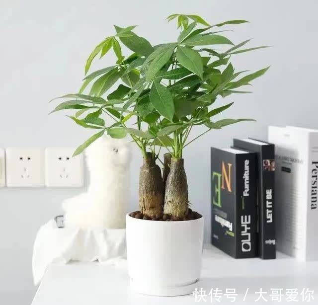 夏天养发财树,记住四个“不”,叶子绿油油的,越养越招财