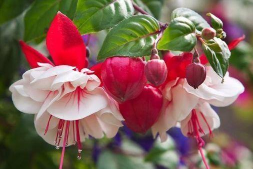 几款花卉花大色艳胜玫瑰，四季有花开，花香四溢飘满屋