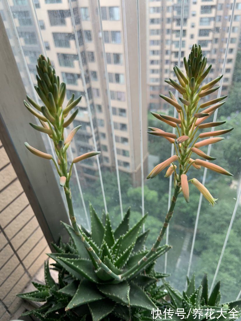 好兆头|3种植物不轻易开花，一旦开花有“好兆头”，你见过几种？