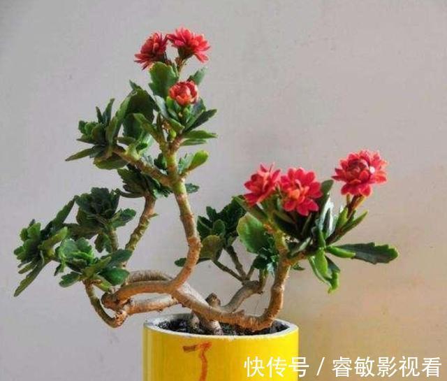 养分|家里的长寿花,用1种方法,让它尽快长成老桩,开花多又美