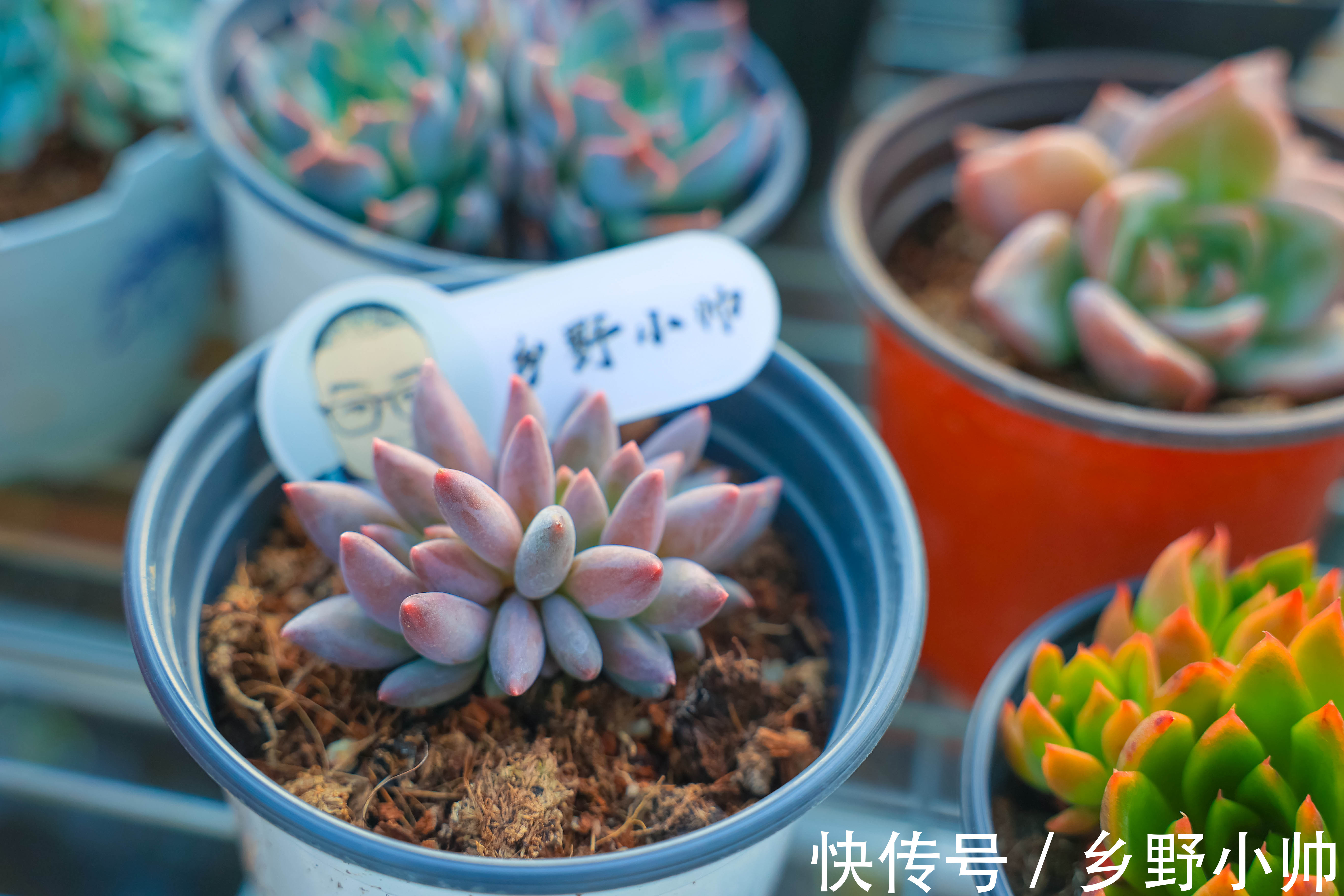 排水性|全颗粒养多肉好不好?不同的颗粒配比有什么优缺点?小帅为你解答