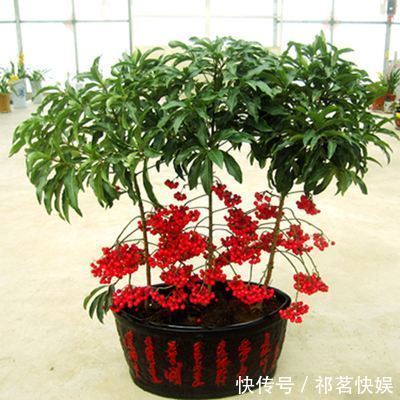 喜欢玫瑰,不如首选珍稀玫瑰“卡罗拉”,花开红如焰火,绚丽典雅