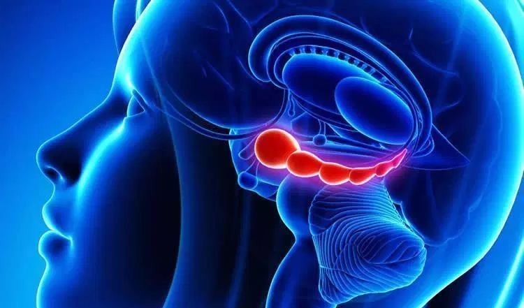 卵磷脂|大脑最喜欢的4种食物,核桃仅排第3,孩子常吃,记性好脑子聪明