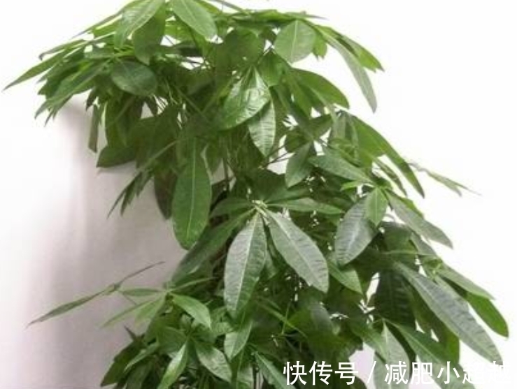 寓意好的发财树,这么养护,叶片不发黄!