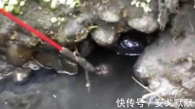 大鱼|男子花费5个多小时呆在臭水沟,竟然只为了带到这条金色的大鱼!