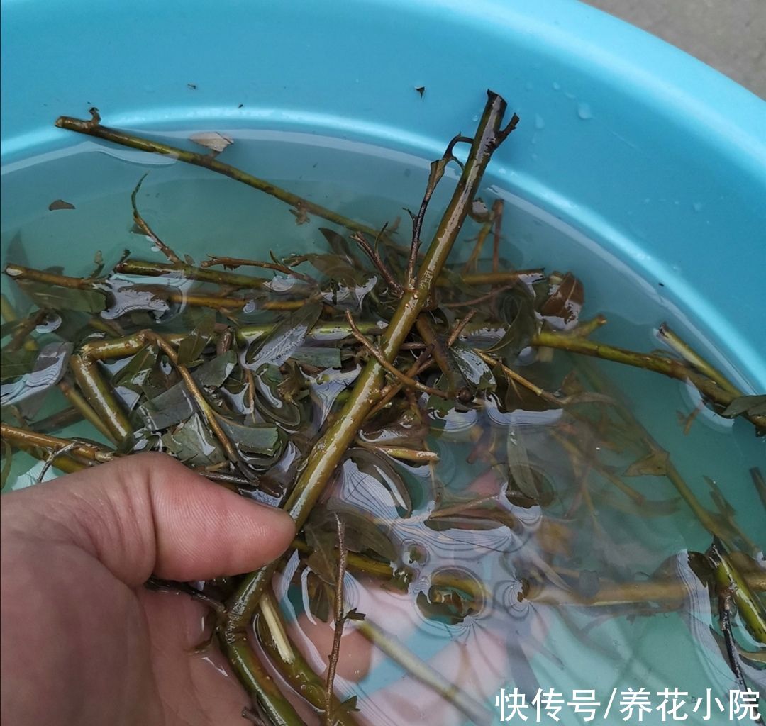 扦插花卉，生根水不用买，3种小东西做成“生根水”，简单又实用