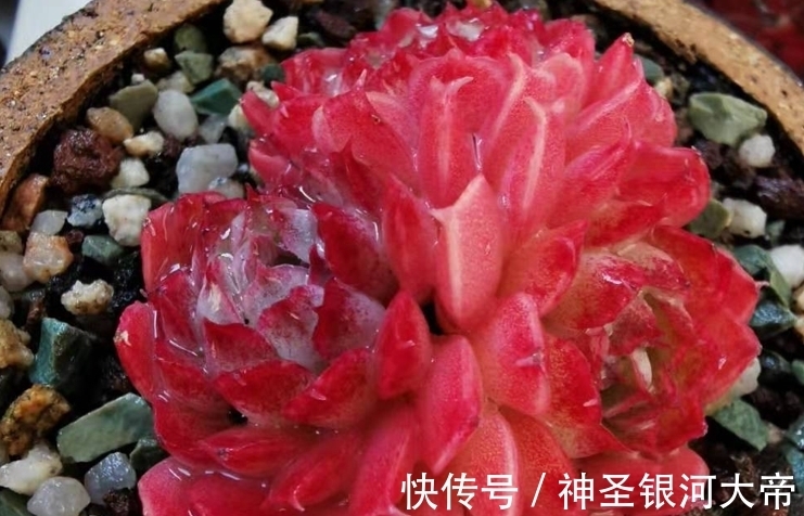 冬天多肉“虚弱期”,4个“难坎”要牢记,舍得冻一冻也许更美丽