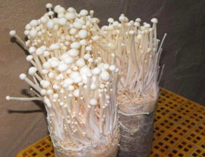  金针菇|5种火锅菜养阳台，长得快、味道香吃火锅随摘随涮，超方便