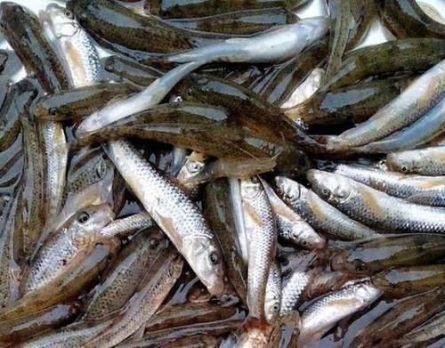 食用价值|农村这种鱼，儿时很多，钓鱼人见到就头大，如今却5元一条很稀罕