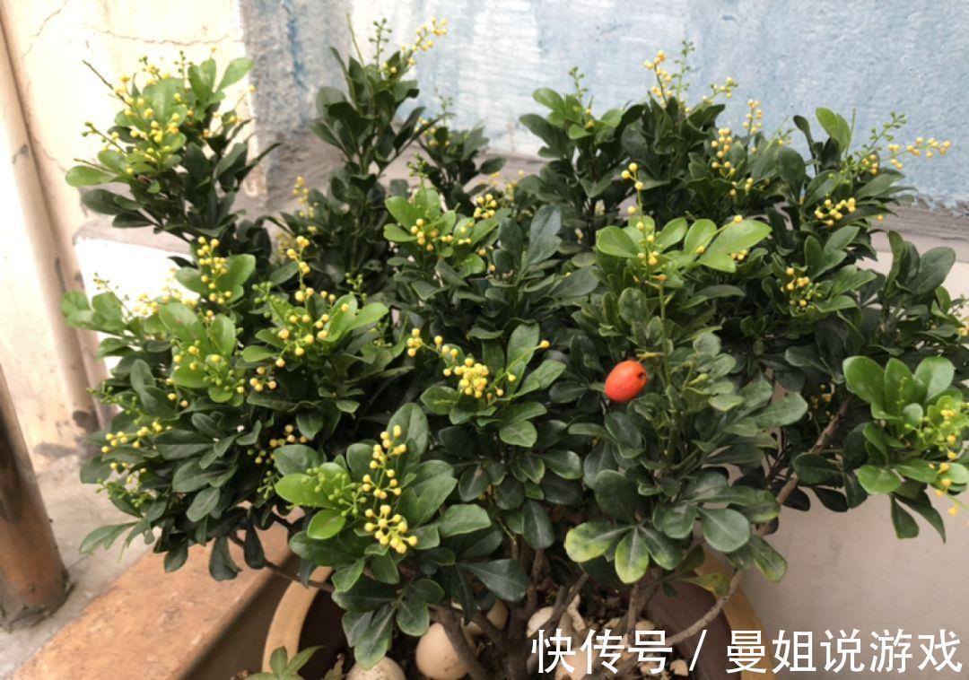 米兰花米兰|米兰这么养，疯狂冒新叶，开花香又多