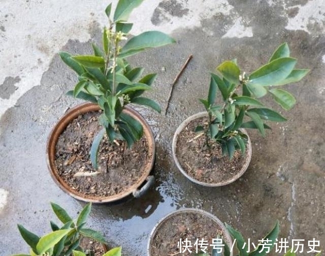 桂花|桂花怎样繁殖快?“扦插”最靠谱,教你扦插小技巧